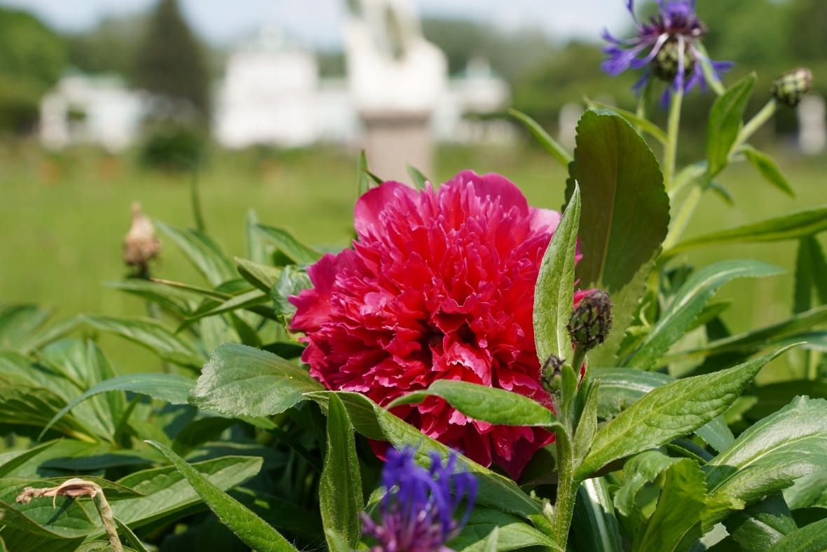 Цветущий партер